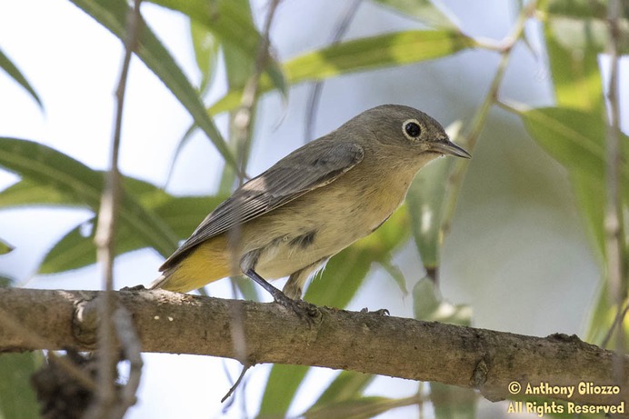 Virginia's Warbler