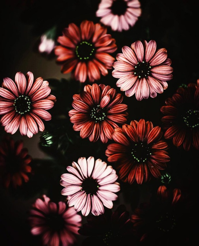 Photography and Flowers image inspiration on Designspiration