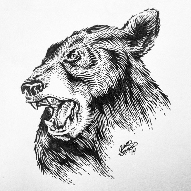 Black_bear_done #illustration