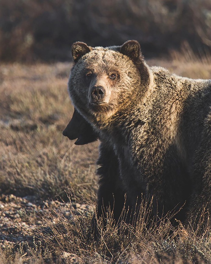 Amazing Wild Animals in Grand Teton National Park by Nick Sulzer
