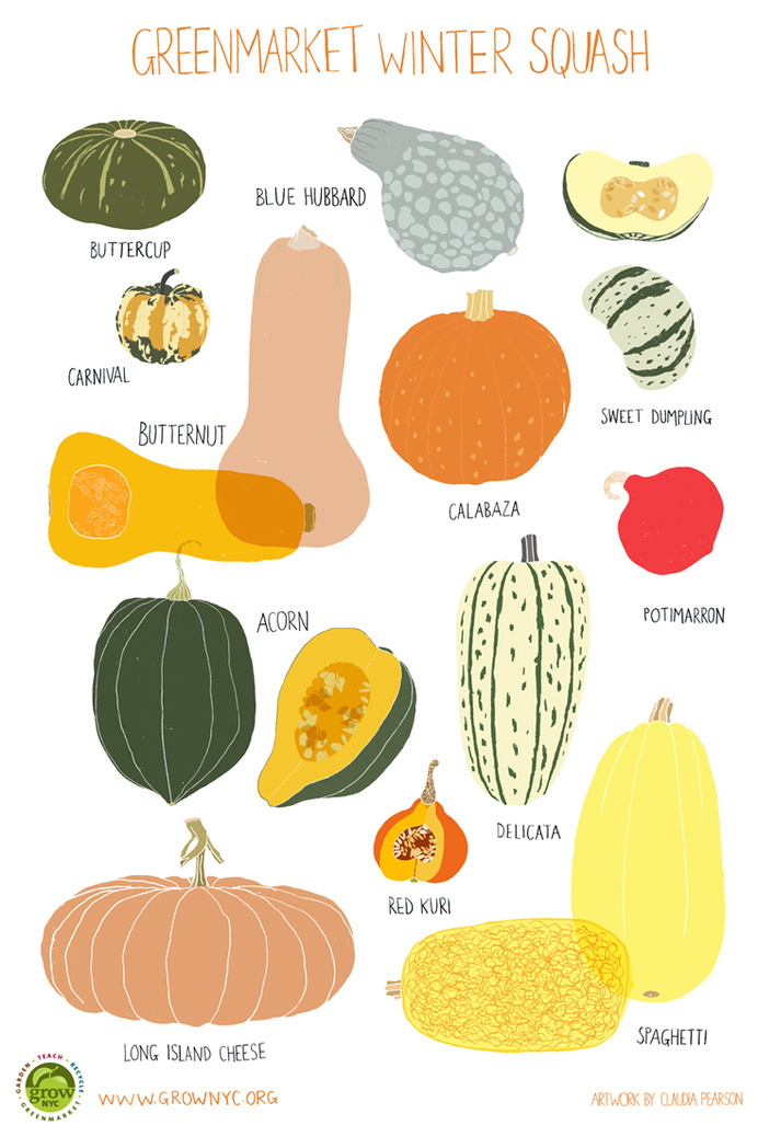 Grow NYC Winter Squash Poster #claudia #pearson