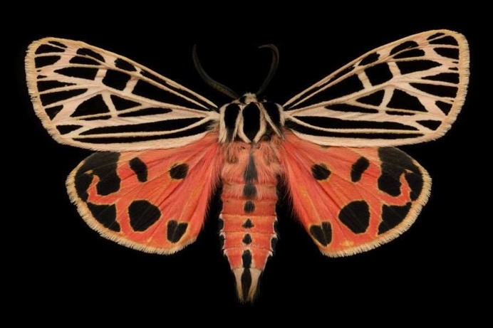 Majestic Moths Captured Under a High Resolution Scanner by Jim des Rivieres