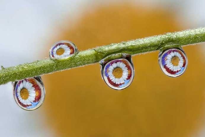 Water Drops by Dave Wood #inspiration #photography #macro
