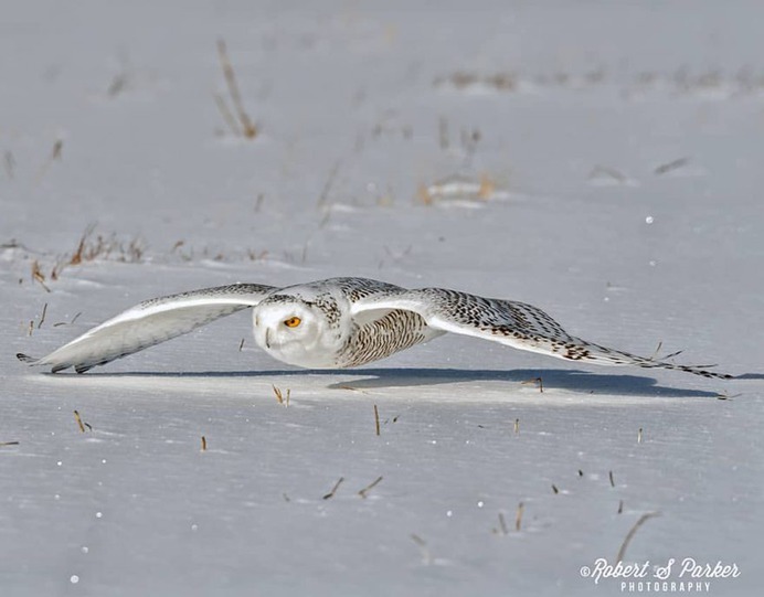 #your_best_birds: Fantastic Birds Photography by Robert S. Parker