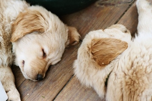 Likes | Tumblr #sleeping #dogs #little #labrador #pets