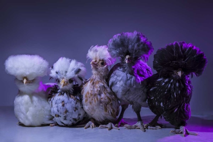 Chic Chicks Project by Dan Bannino