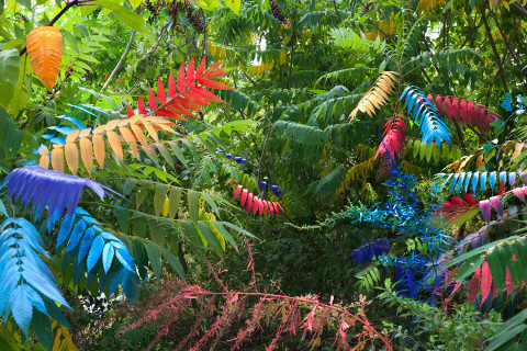 'Exaggerations' by Jackson Hallberg | PICDIT #photo #color #photography #colour #plant