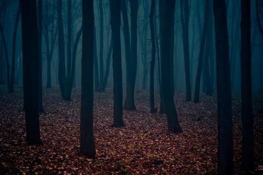 mysterious_forest.jpg (1000×669) #photography