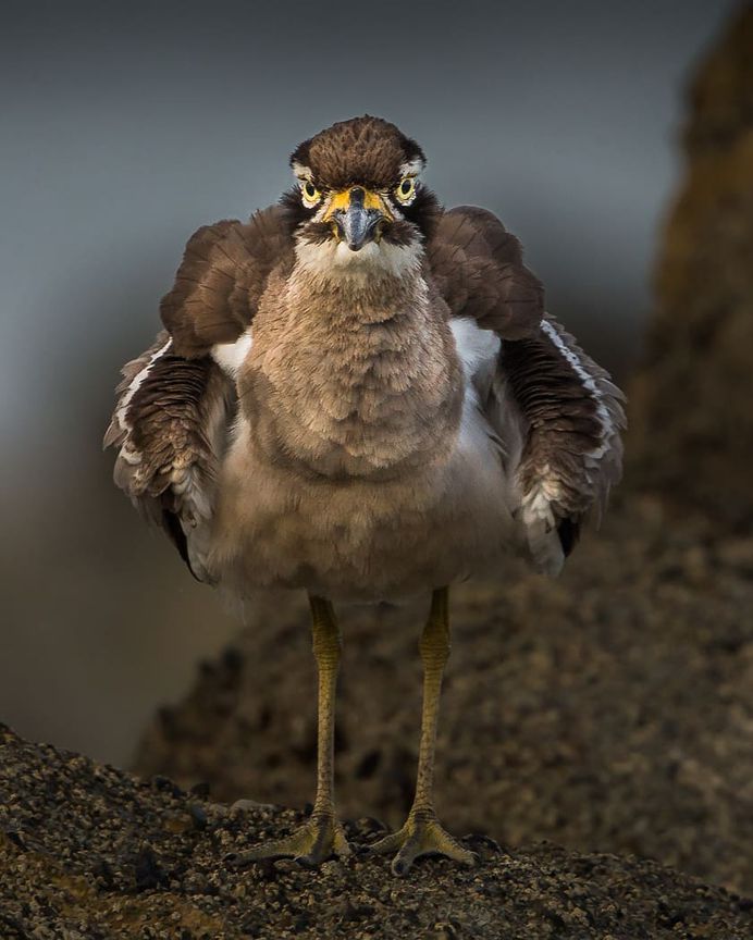 Beach Thick-knee - Andaman and Nicobar Islands, India