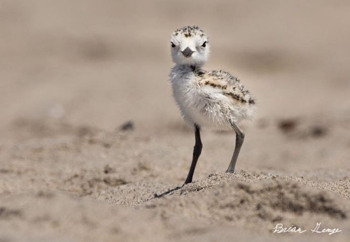 #your_best_birds: Beautiful Birds Photography by Brian Genge