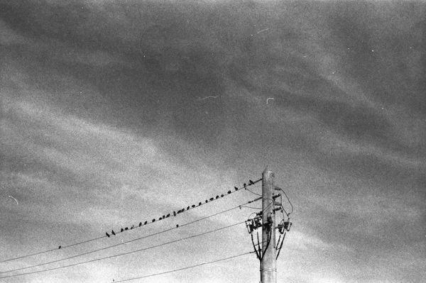 Birds | Triangular Love. #white #rodinal #black #birds #america #blackandwhite #love