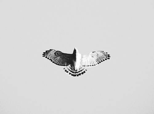 fly #photo