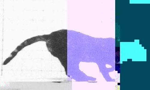 X__X • 死 者 の 顔 • #gif #cat