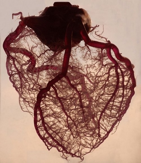 The Meta Picture #heart #veins