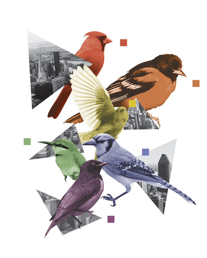 City Bird Collage - John Sippel | vltrr vltrr.com #collage #birds #city #colors #rainbow