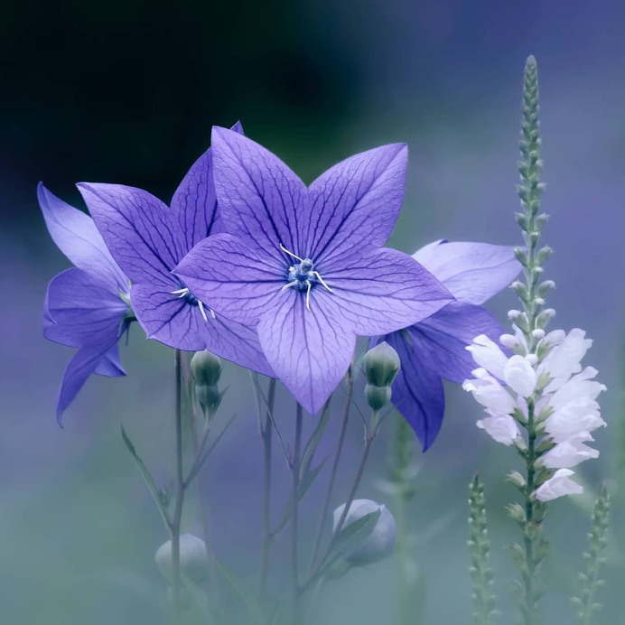 Flowers of Russia: Wonderful Flowers Photography by Vladimir Kniazev