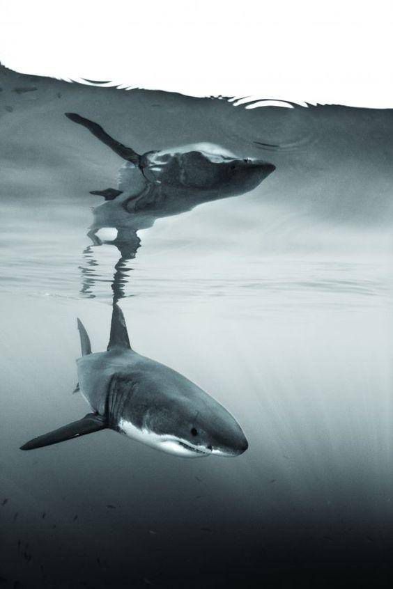 photo de requin