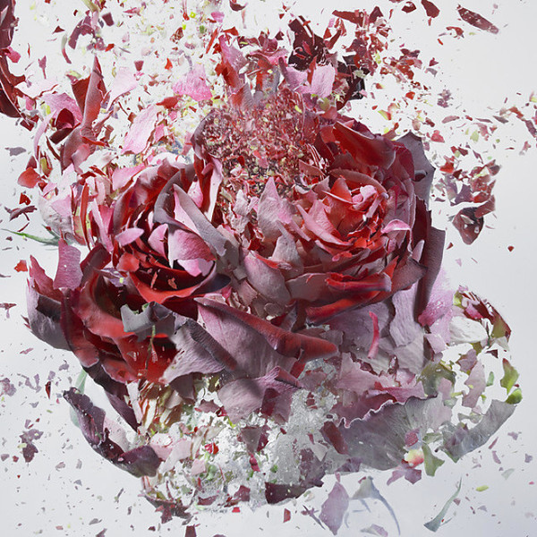 Liquid Nitrogen exploding flower by Martin Klimas #explosion #air #gun #liquide #liquid #nitrogen #klimas #azote #flower #martin