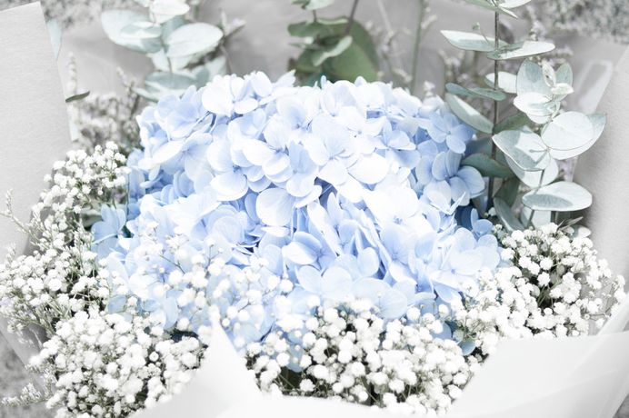 Flower, bouquet, hydrangea and baby's breath HD photo by Charissa T. (@charissat) on Unsplash