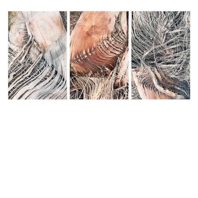 #texture #palmtree PHOTOGRAPHIE © [ catrin mackowski ]