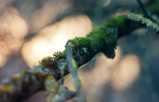 Bernat's Showcase #photography #macro #bokeh