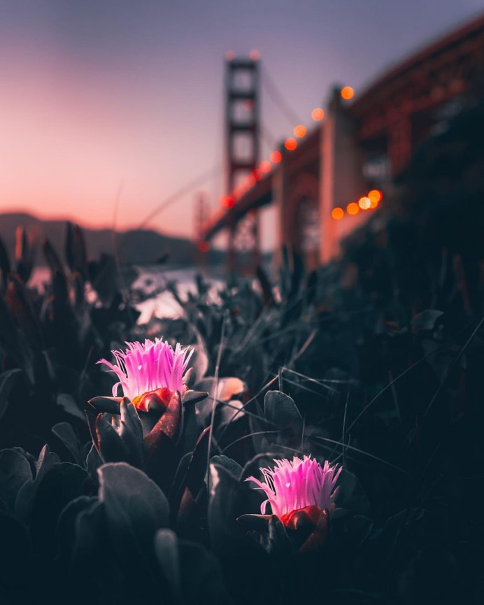 Vibrant Urban Photography in San Francisco by Sophie Wilton