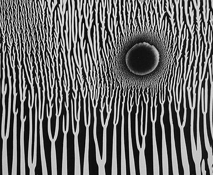 History of Art: History of Photography #white #black #grow #illustration #and