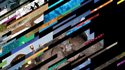 Wildlife Photographer 2010 | Bibliothèque Design #wildlife #design #bibliothque #2010 #photographer