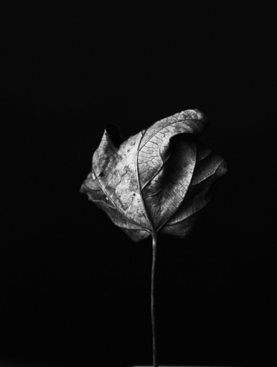 IMG_6809.jpg (JPEG Image, 509×673 pixels) #organic #black #leaf