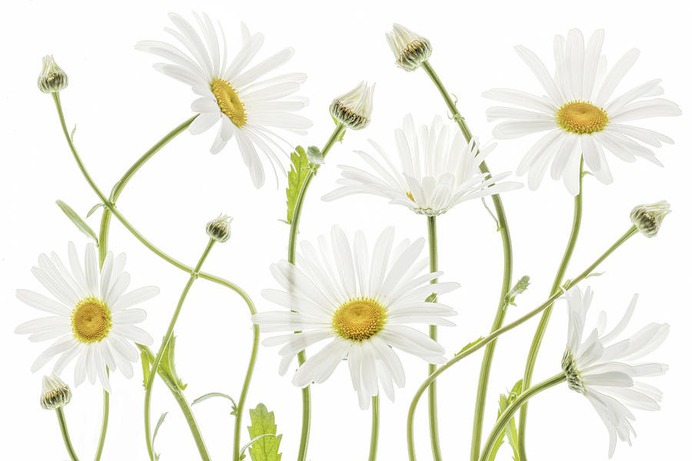 daisy painting & daisy paint by number #painting