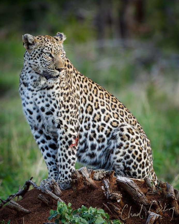Amazing Wild Animals Portraits by Chad Cocking