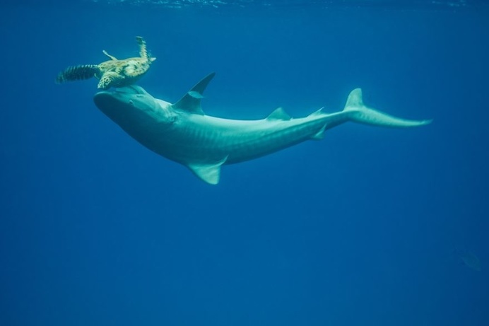 The Stunning Winners Of The 2017 Underwater Photographer Of The Year