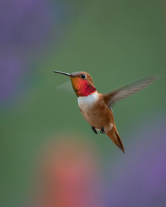 #hummingbird: Magnificent Birds Photography by Elijah Gildea