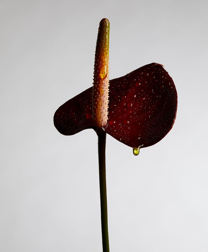 TMagazine Brooklyn Flowers Still Life