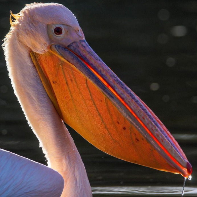 #eye_spy_birds: Beautiful Birds Photography by Dan Gibson