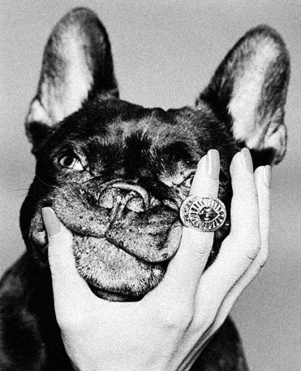 THEM THANGS - Part 29 #them #frenchie #french #bulldog #things