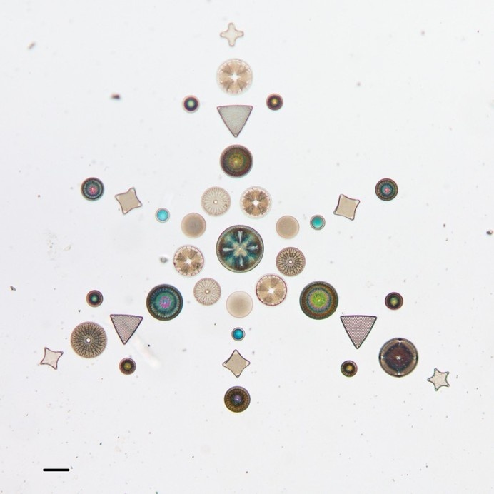 We are all in this together. - Synaptic Stimuli #sciences #biology #of #academy #microscope #art #california