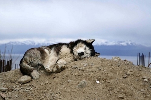 The Black Workshop #mountain #ground #sleep #mood #cute #dog