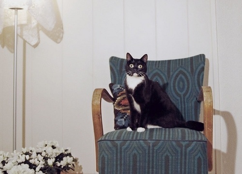 Untitled | Flickr - Photo Sharing! #photography #cats