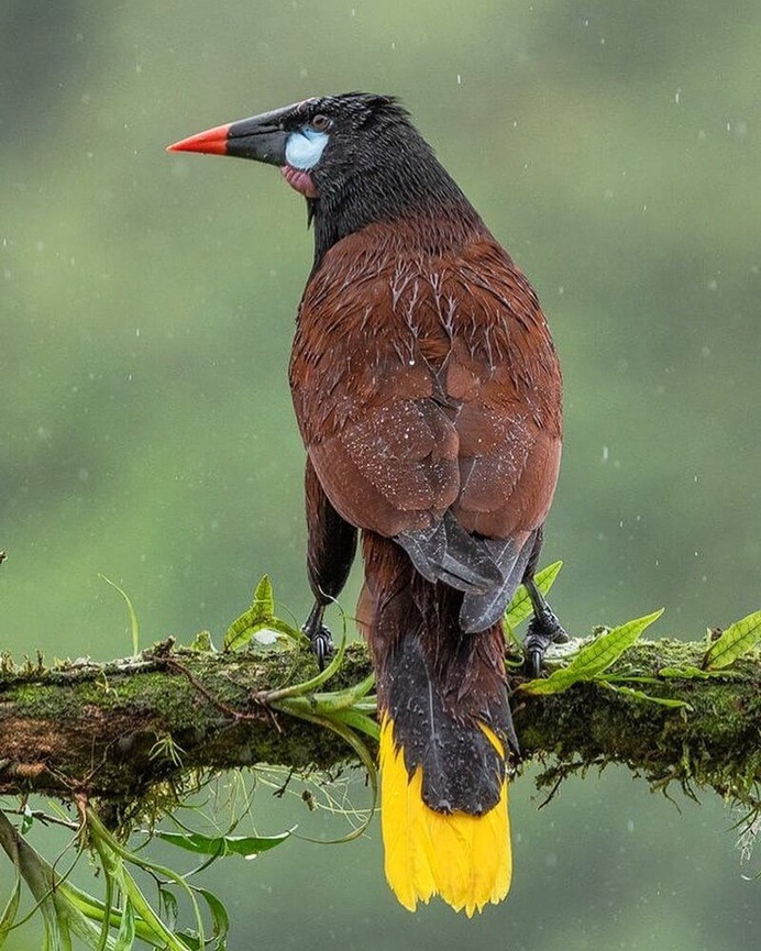 #birdsofinstagram: Fantastic Birds Photography by Mario Wong