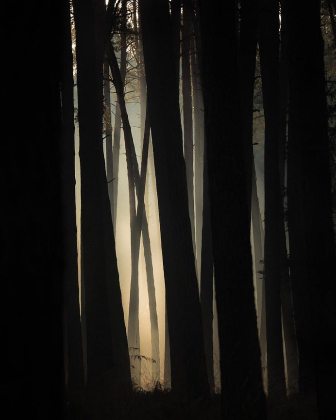 Breathtaking Forest Photography by Jakub Wencek