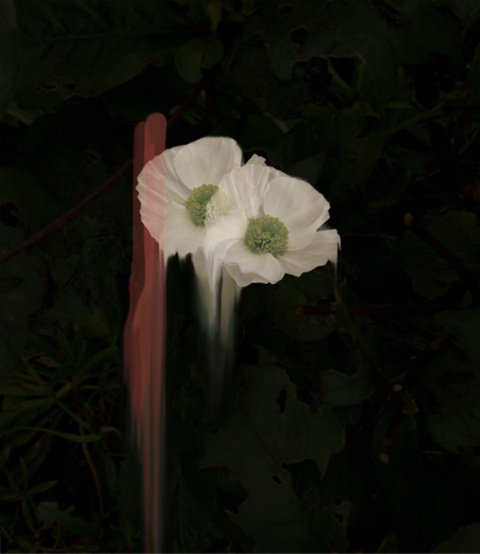 Simone Webb | PICDIT #flower #photo #photography #art