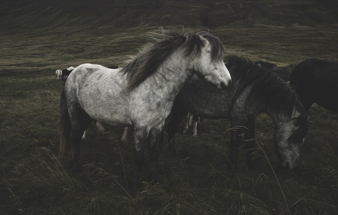 all the ponies love #horses #wild #wilderness #free #landscape #pony #love