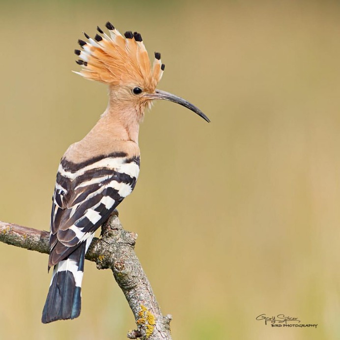 #perfect_birds: Fantastic Birds Photography by Gary Spicer