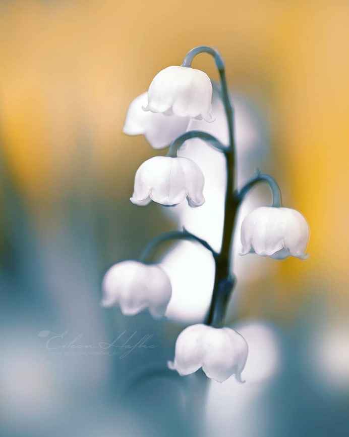 #flora_addict: Magical Flowers Photography by Eileen Hafke