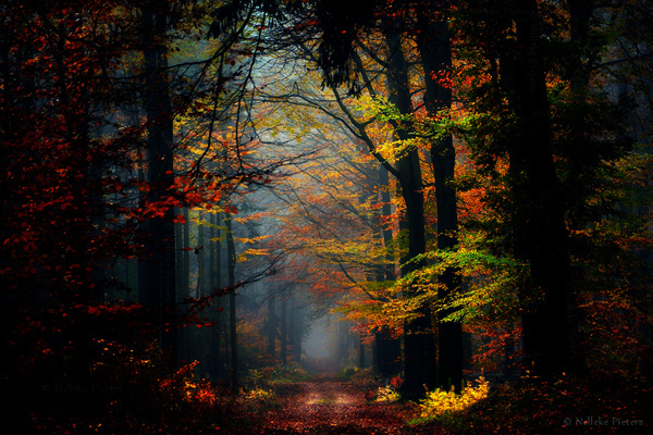 Most Beautiful Forest Photography by Nelleke Pieters
