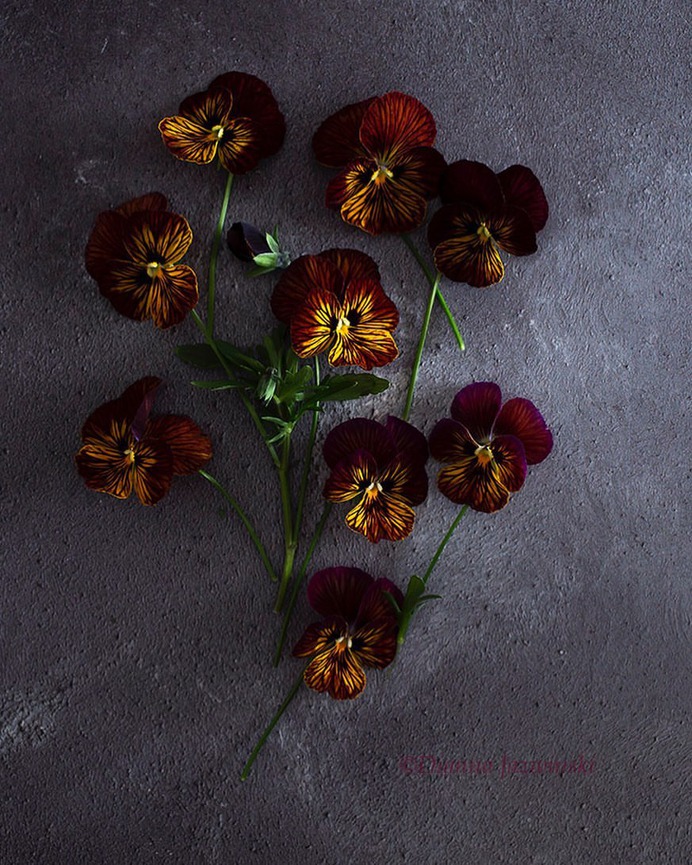 Absolutely Delightful Flowers Photography by Dianna Jazwinski