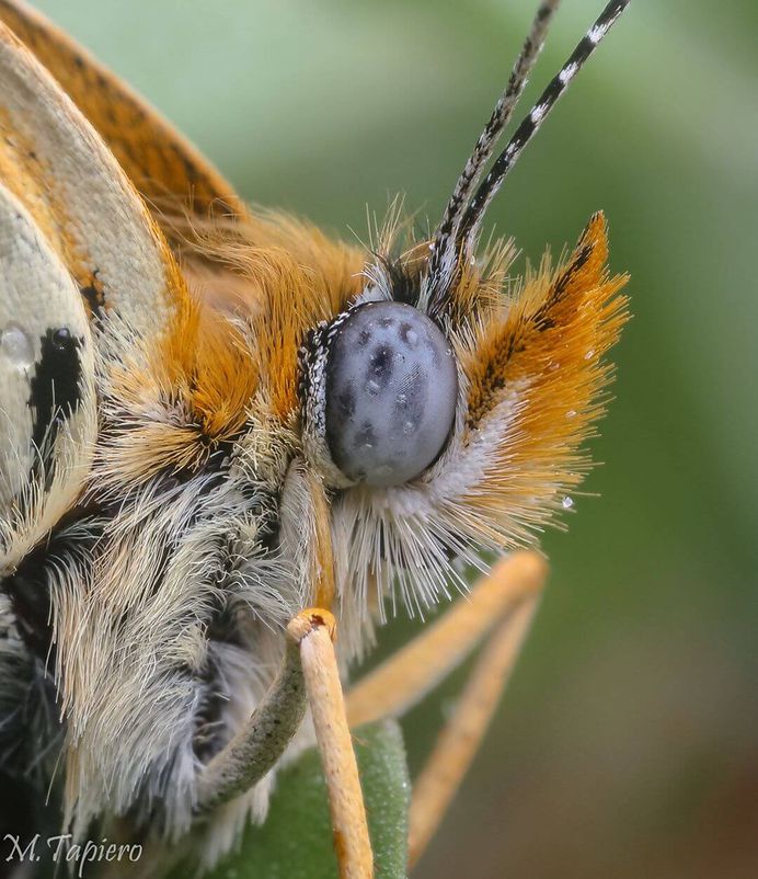 #macro_brilliance: Insanely Detailed Macro Images of Insects by Mev Tapiero