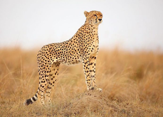 Animal Portraits by British Wildlife Photographer Lee Fisher