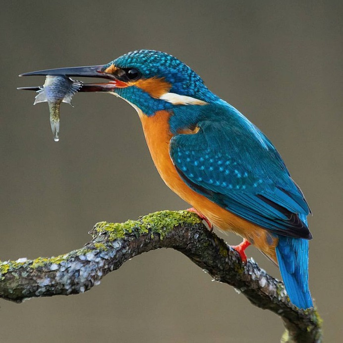 #birdfreaks: Stunning Bird Photography by Kotics Zsolt